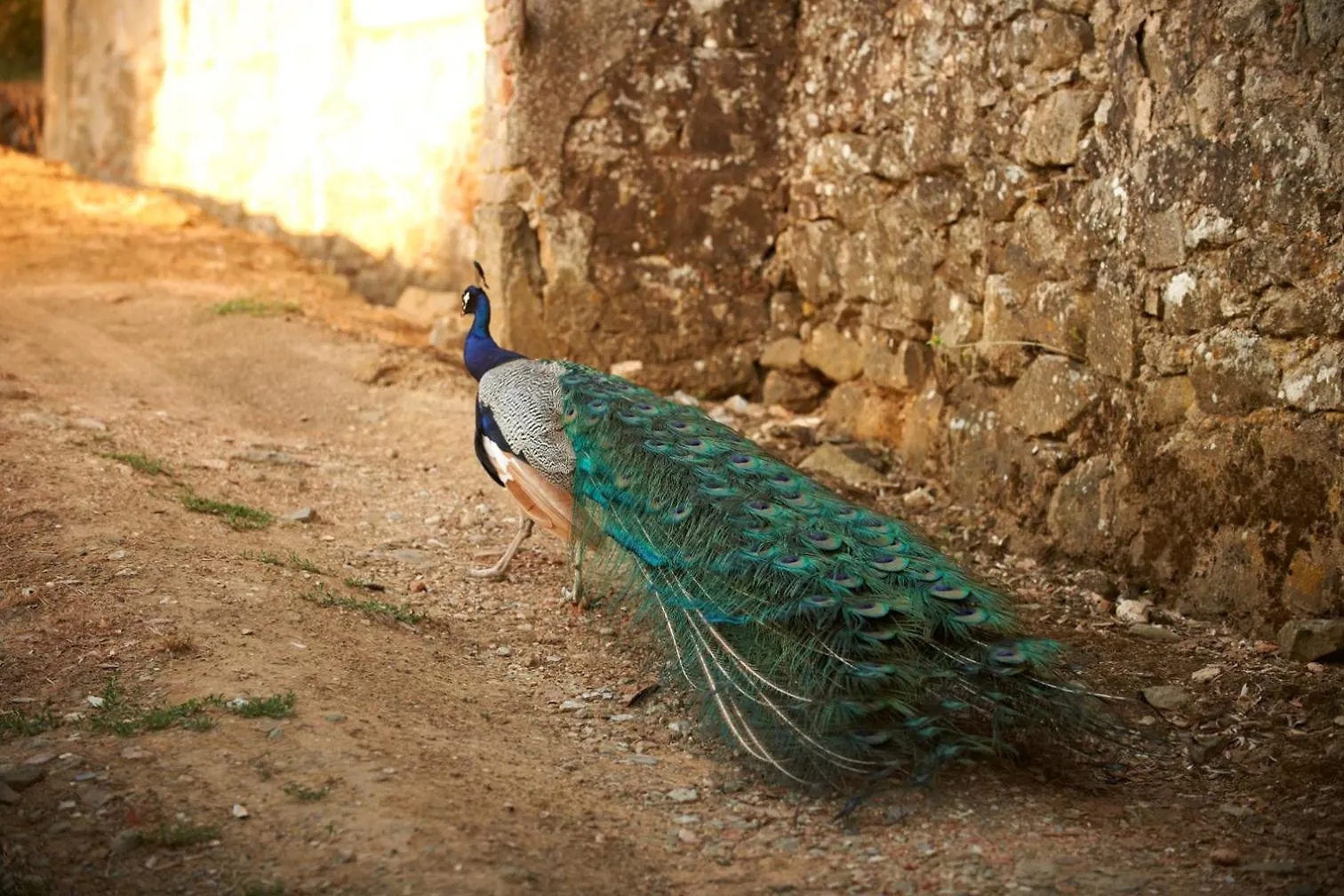 Agriturismo I Bonsi Reggello Country house
